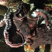 Image result for Octopus Tentacles Teeth