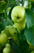 Image result for Apple Green 5S