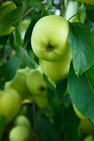 Image result for Apple Fruit Tree