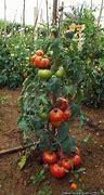 Image result for Solanum lycopersicum Sweety