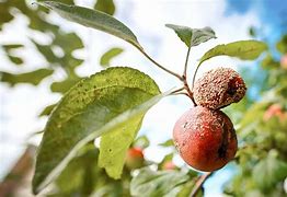 Image result for Premature Apple Fruit Fall