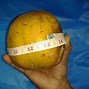 Image result for Golden Apple Caribbean