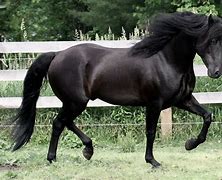 Image result for Black Morgan Horse