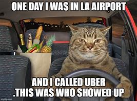 Image result for cats driver memes templates