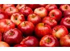 Image result for Cutted Apple's in a Dish