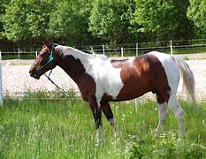 Image result for Beautiful Wild Horse Photography