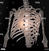 Image result for Anatomy Chests Cut Out Life-Size