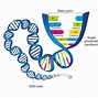 Image result for DNA and RNA Diagram