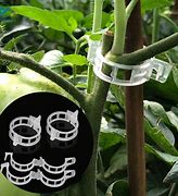Image result for Tomato Plant Clips