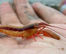 Image result for Pistol Shrimp Pet