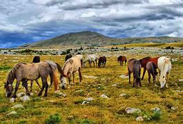 Image result for Wild Horse Proffessional Photography