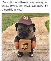 Image result for Funny Pug PFP