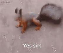 Image result for Squirrel in Armor Meme