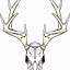 Image result for Axis Deer Skull