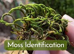 Image result for Moss Varieties