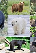 Image result for Bear Species Size Comparison