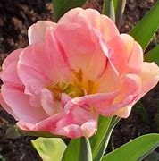 Image result for Tulipa Dynasty