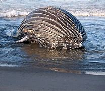 Image result for Beached Whale Dong