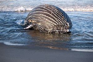Image result for Stewart Pack Beached Whale