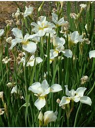 Image result for Iris sibirica Alba Nana