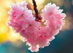 Image result for Love Heart Flowers