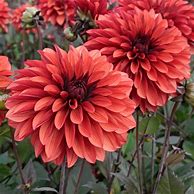 Image result for Dahlia Danique