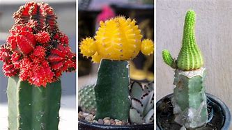 Image result for Grafted Cactus Plants