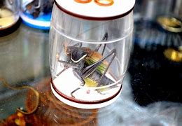 Image result for Cute Cartoon Cricket Insect