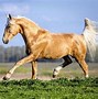 Image result for Palomino Appaloosa Horse