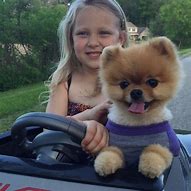 Image result for Pomeranian Dog Jiff Pom