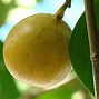 Image result for Manchineel Apple Tree