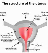 Image result for Endometrium Functional Layer
