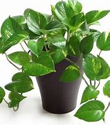 Image result for Low Maintenance Houseplants
