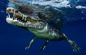 Image result for Saltwater Crocodile in Water