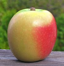 Image result for Airlie Red Flesh Apple