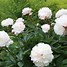 Image result for Paeonia Shirley Temple (Lactif-D-Group)