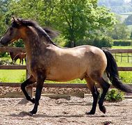 Image result for White Morgan Horse