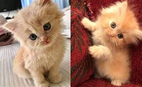 Image result for OMG so Cute Cats