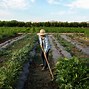 Image result for Farmer Grows Food