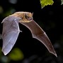 Image result for bats species id