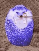 Image result for Funny Hedgehog Memes