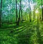 Image result for Green Nature Wallpaper HD