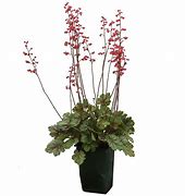 Image result for Heuchera Peppermint Spice ®