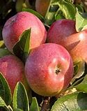 Image result for Semi-Dwarf Macintosh Apple Trees