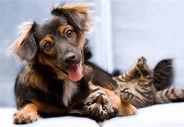 Image result for Cute Cats and Dogs Funny
