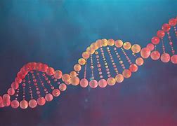 Image result for Are Genes and DNA the Same Thing