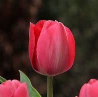 Image result for Tulipa Lady van Eijk