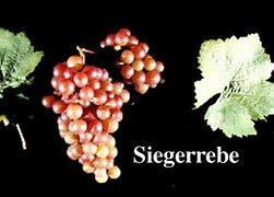 Image result for Vitis Siegerrebe