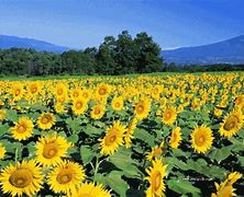Image result for Animated Summer Flowers