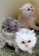 Image result for Cats in Small Spaces